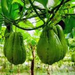 The Curse of the Chayote. – The Venomous Bead